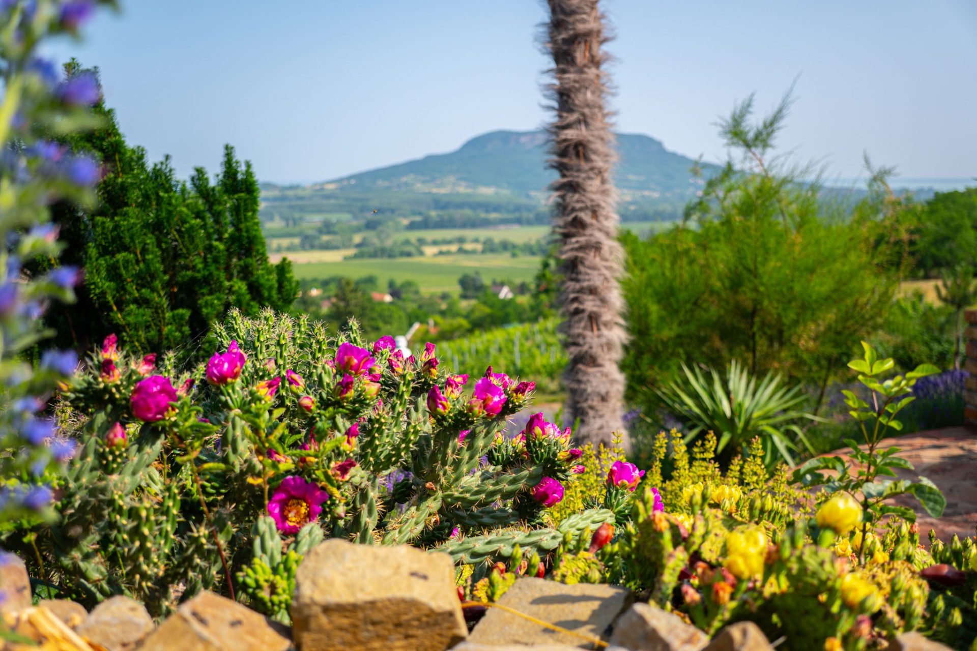 balatoni-mediterrán-botanikus-kert-4